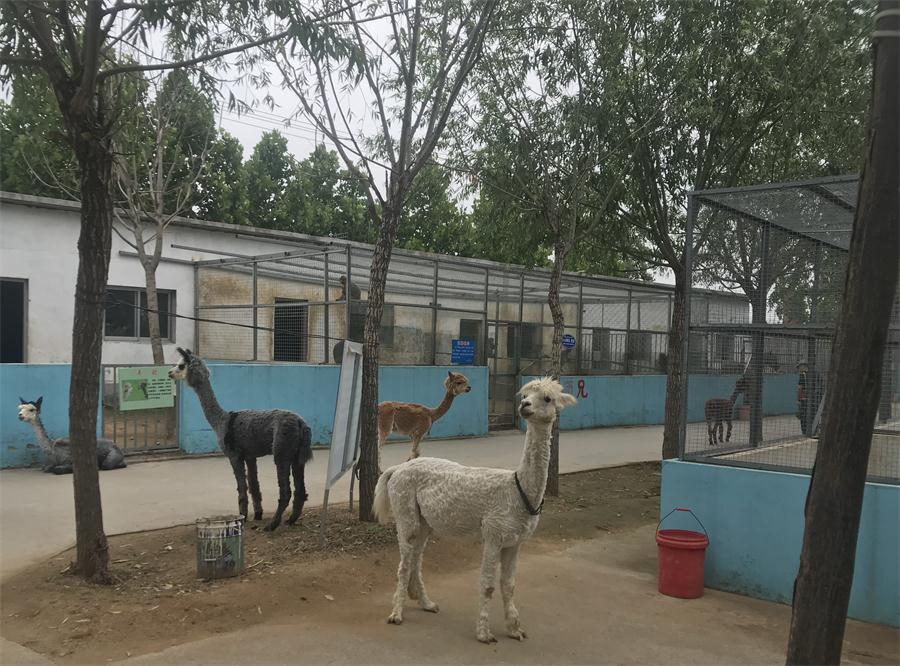 天鵝湖風(fēng)景區(qū)（泰山）速覽！(圖4)
