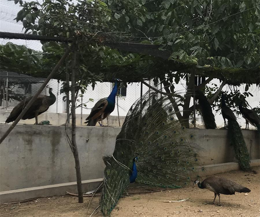 天鵝湖風(fēng)景區(qū)（泰山）速覽！(圖11)