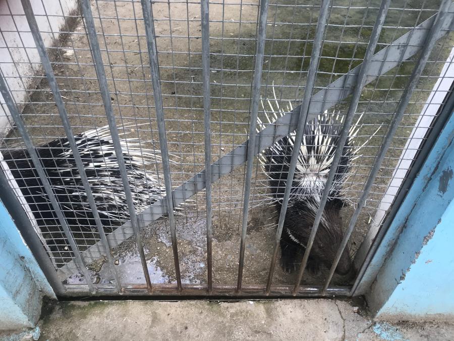 天鵝湖風(fēng)景區(qū)（泰山）速覽！(圖10)