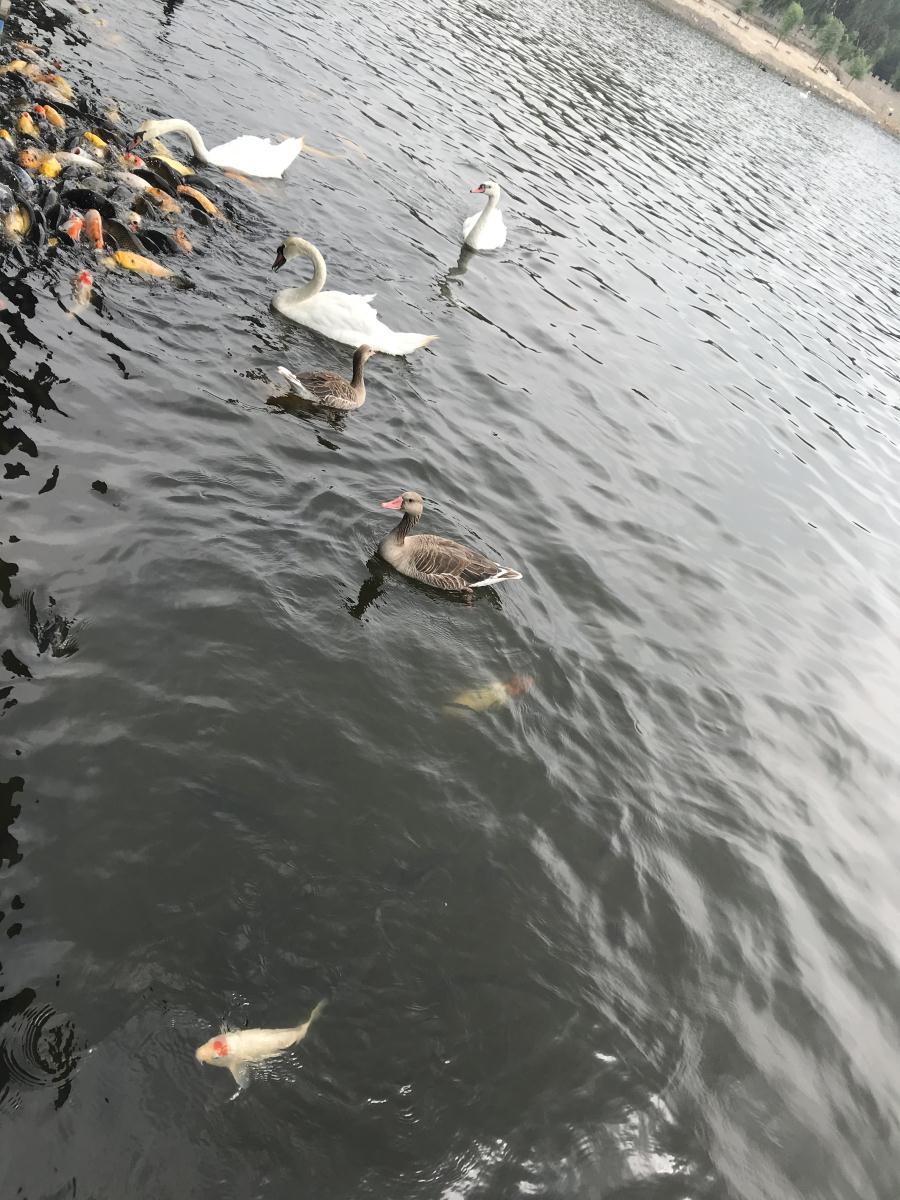 天鵝湖風(fēng)景區(qū)（泰山）速覽！(圖17)