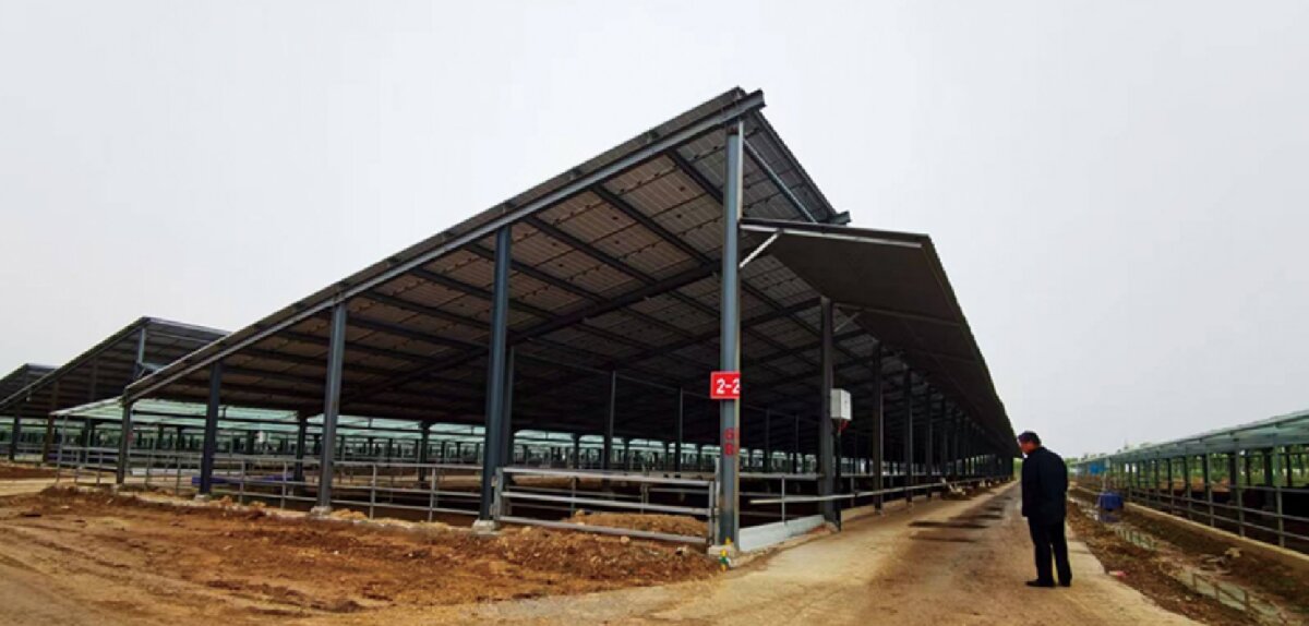 信橋鋼構(gòu)：打卡蒙陰農(nóng)業(yè)溫室大棚、青州黑牛養(yǎng)殖基地！(圖5)